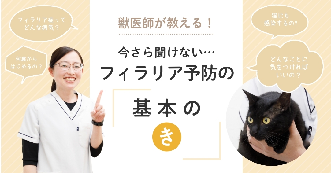 獣医師が教える！今さら聞けないフィラリア予防の「基本の“き”」