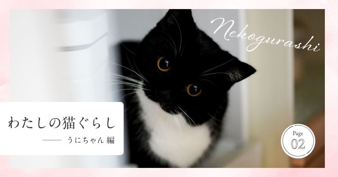 わたしの猫ぐらし「うにちゃん編」②