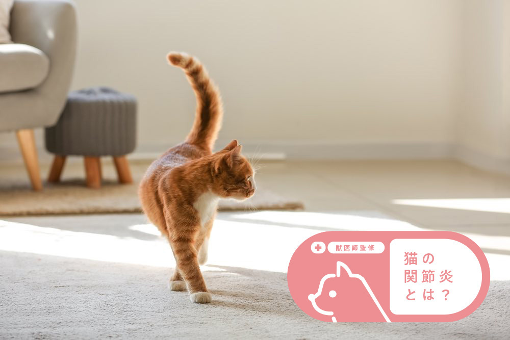 【獣医師監修】猫の関節炎とは？知っておきたい病気のサインや予防法を解説