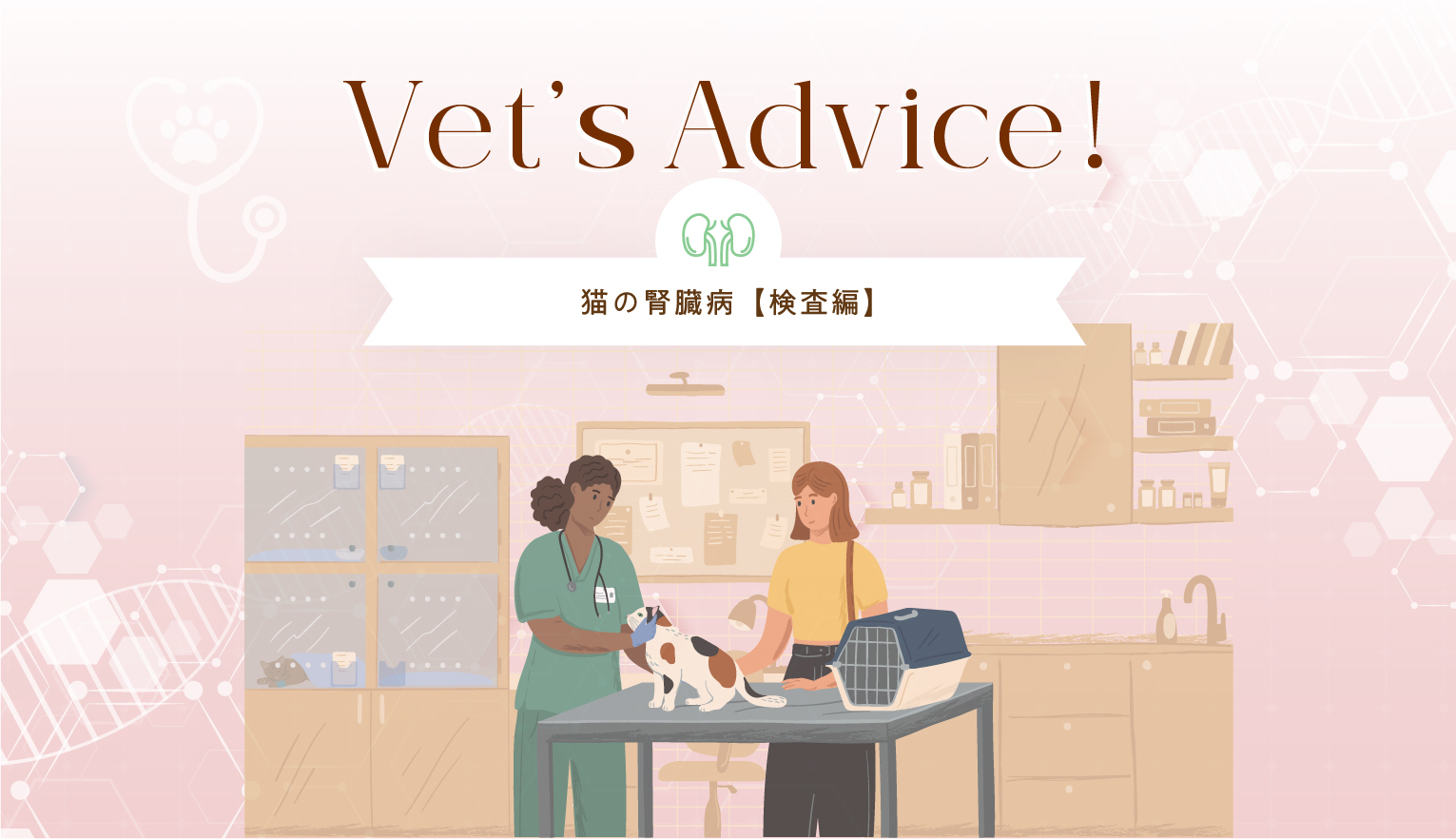 Vet’s Advice!　猫の腎性貧血【検査編】