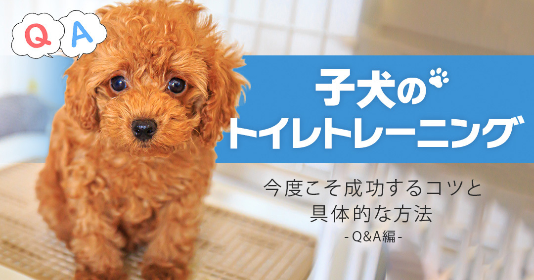 子犬のトイレトレーニング　今度こそ成功するコツと具体的な 方法【Q＆A編】