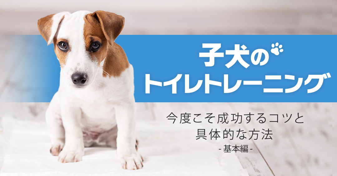 子犬のトイレトレーニング　今度こそ成功するコツと具体的な 方法【基本編】