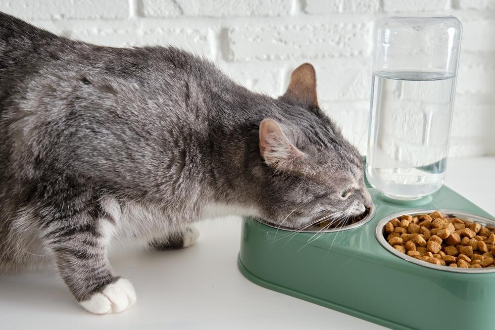 ごはんを食べる猫