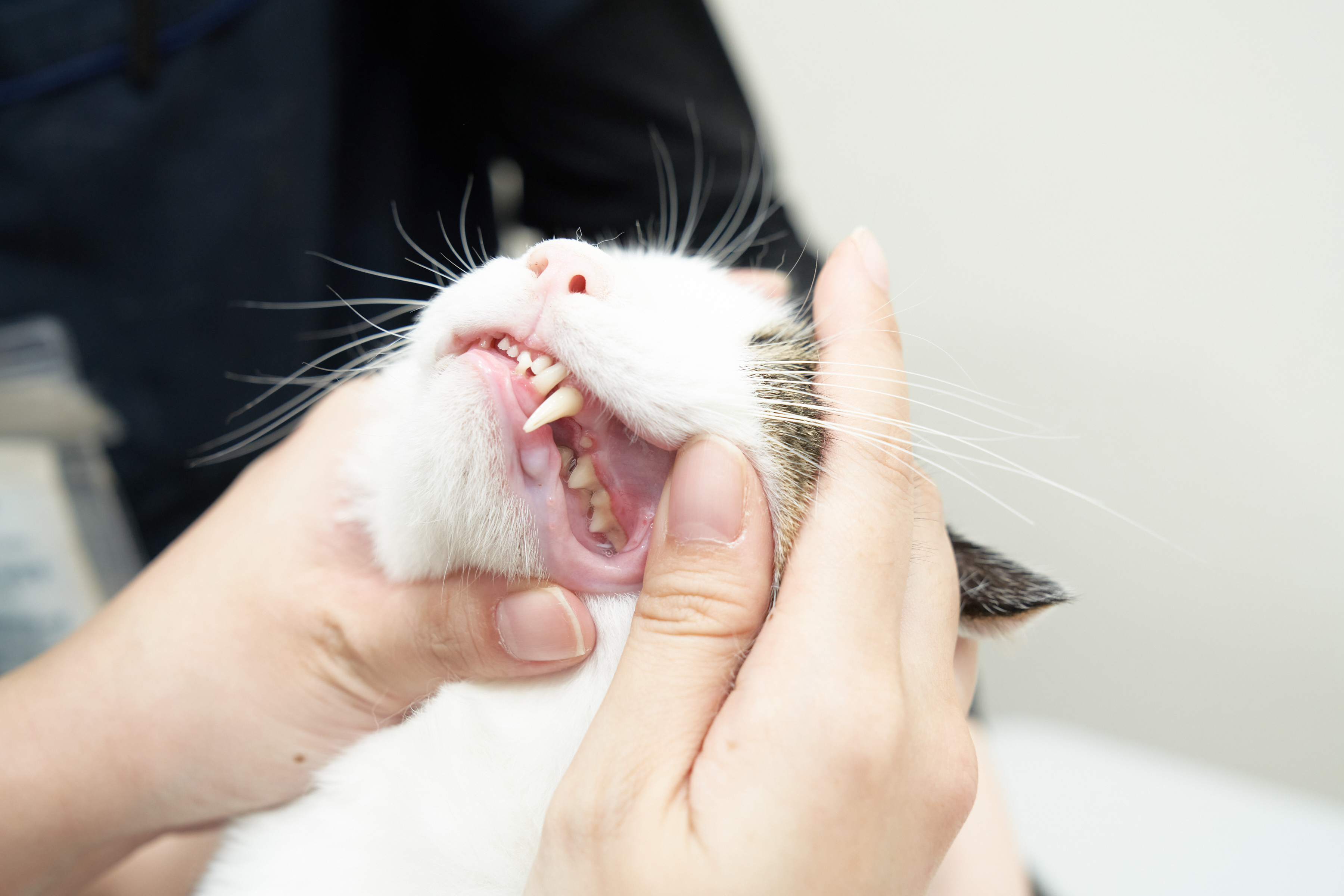 口を開ける猫