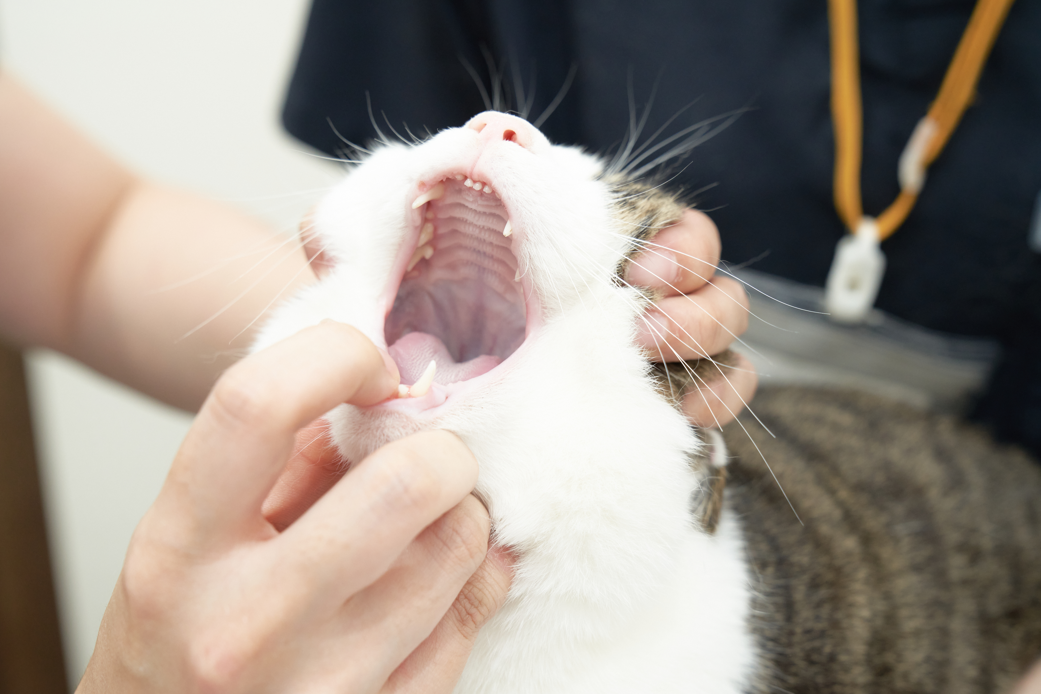 口を開ける猫