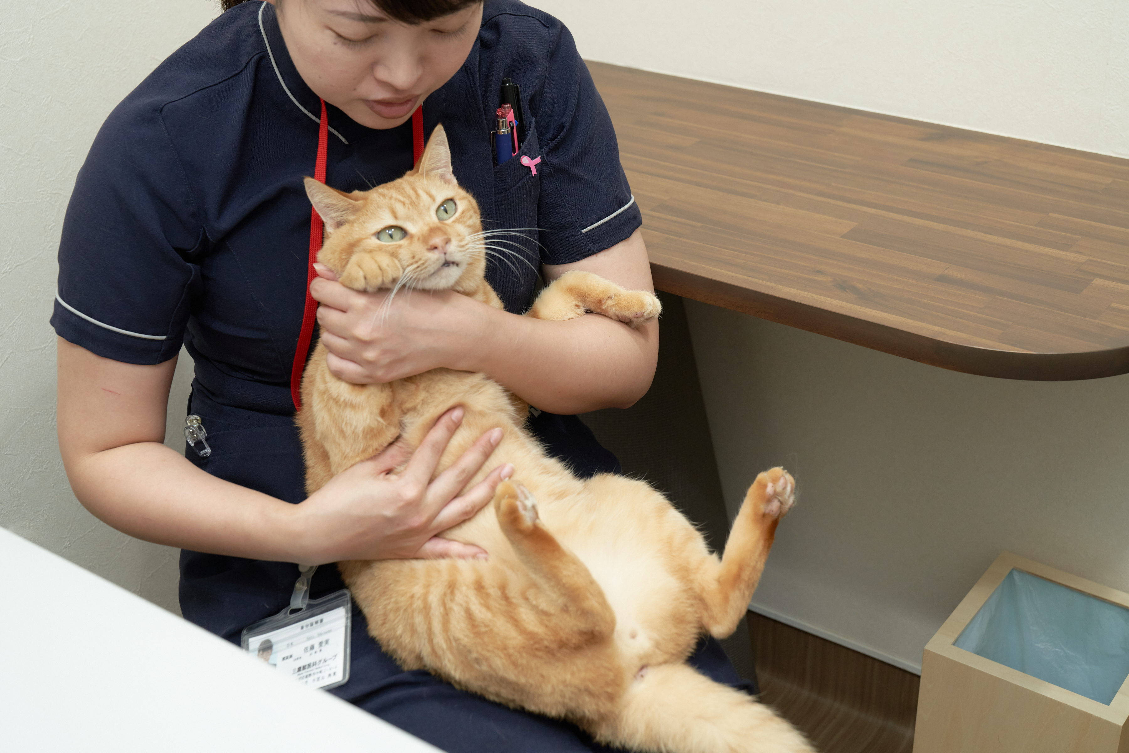 お腹を触る佐藤先生と猫