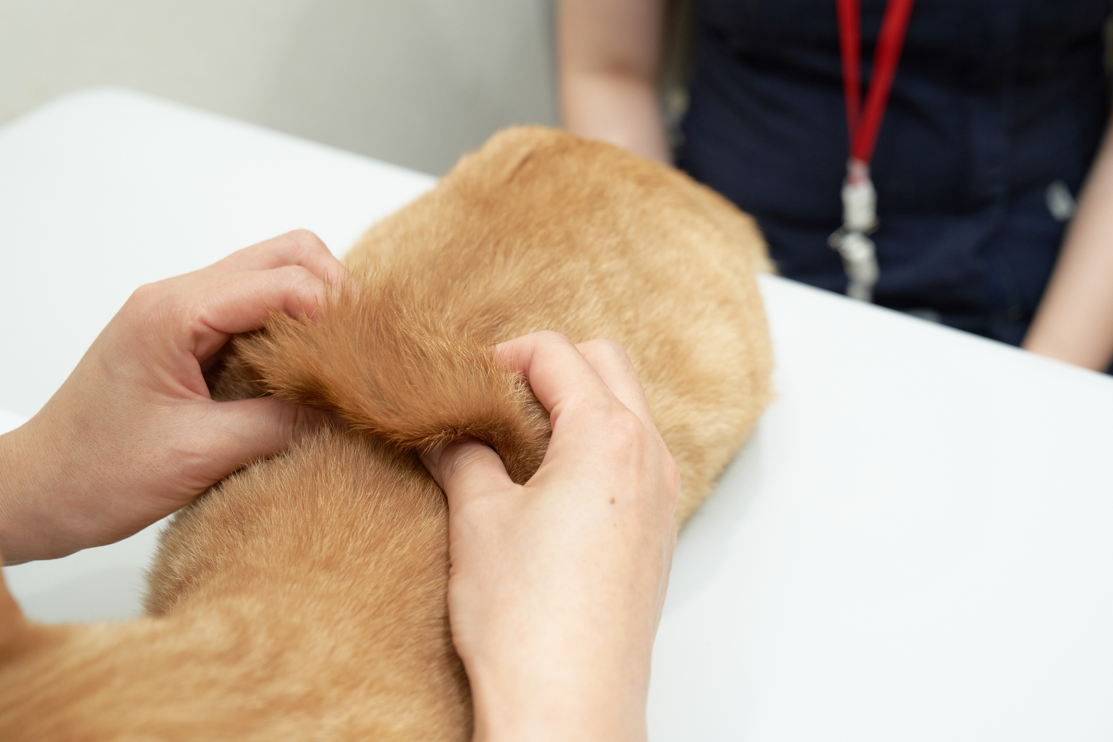 背中を触る佐藤先生と猫