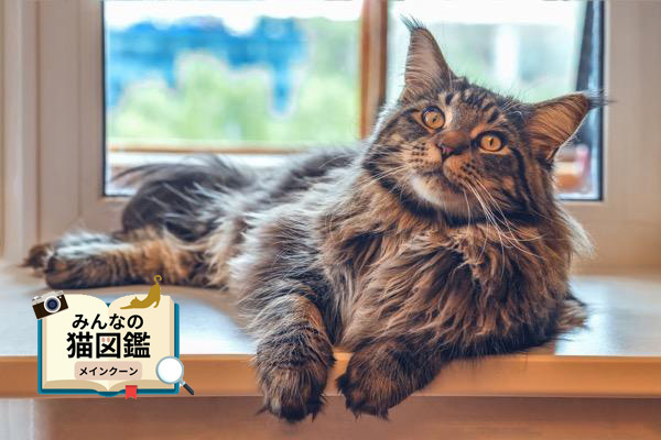 メインクーンの特徴と性格は？飼い方のポイントや気を付けたい病気も紹介 | ＃HugQ（ハッシュハグ）