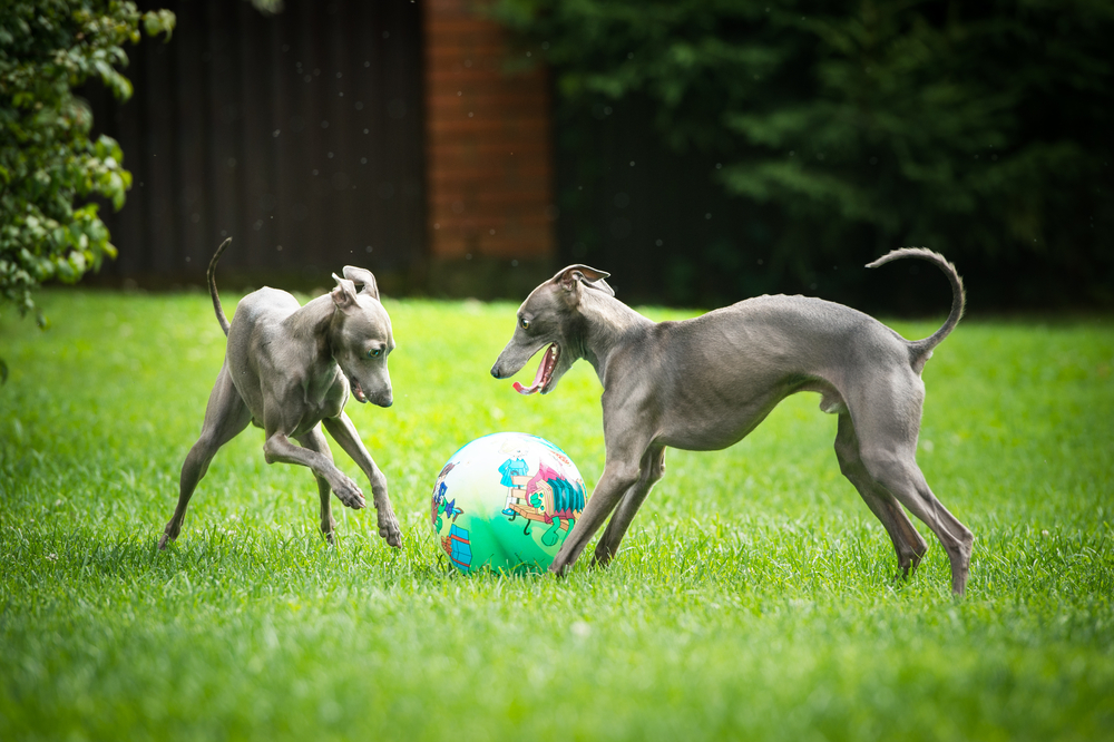 芝生の上でボール遊びをする2匹のイタリアン・グレーハウンド
