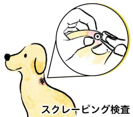 犬のスクレーピング検査