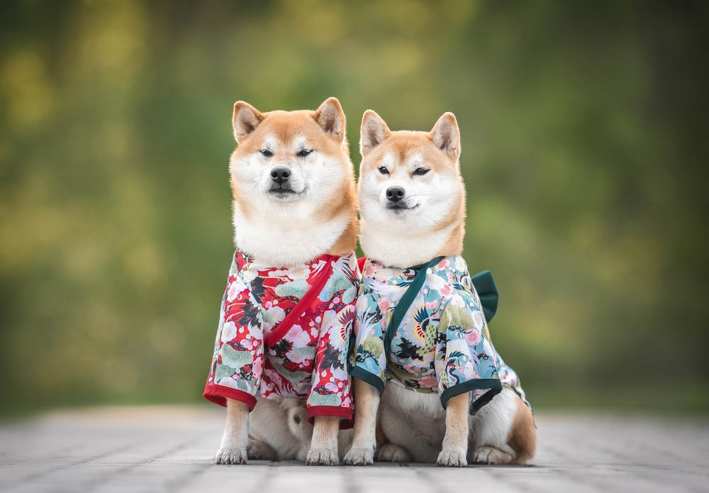 服を着てお座りする2匹の柴犬