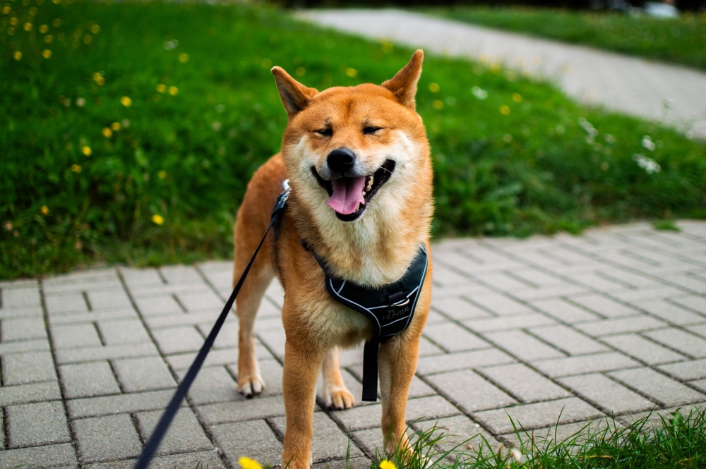 散歩中の嬉しそうな柴犬