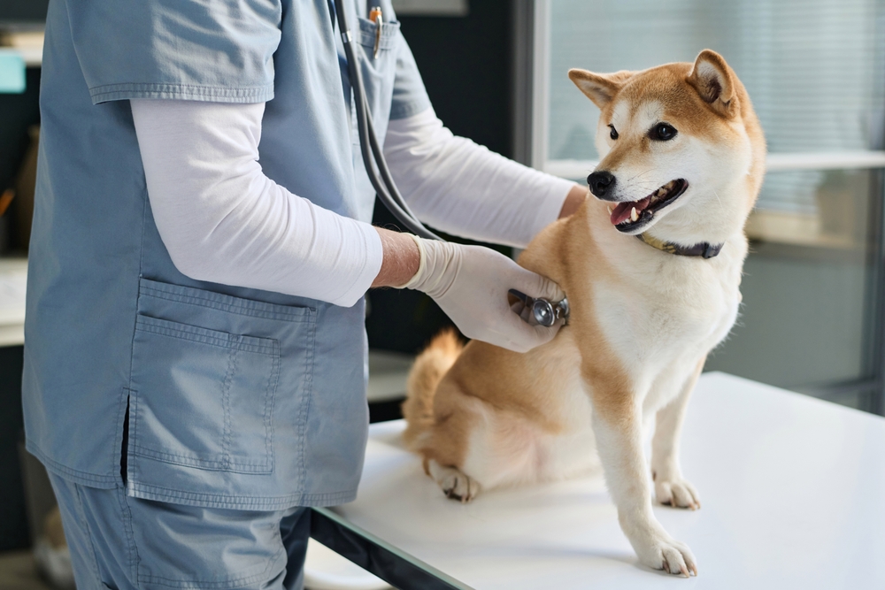 病院で診察を受ける柴犬