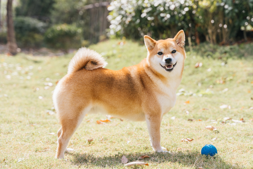 芝生の上で遊びご機嫌な様子の柴犬