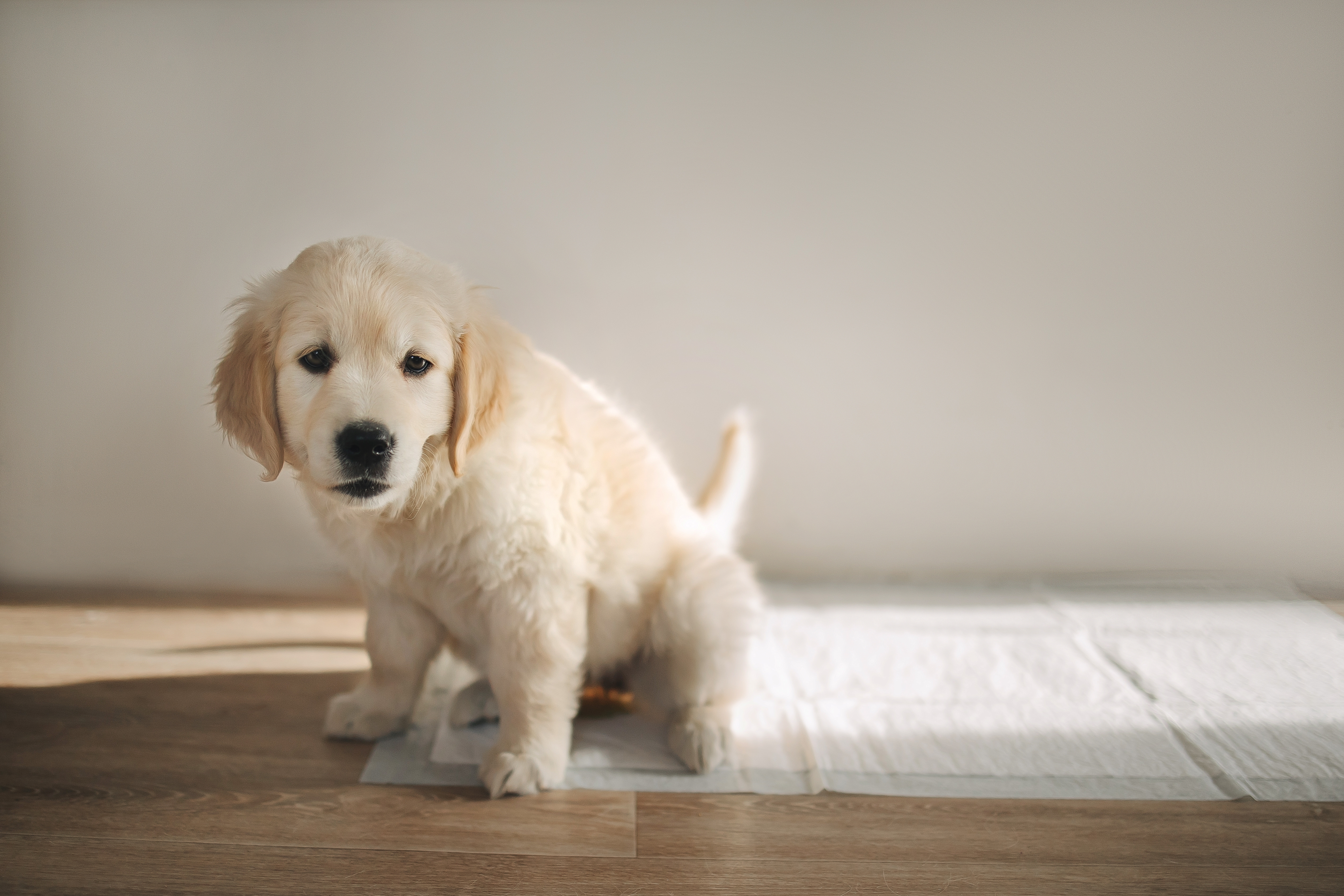 トイレシートの上に座る子犬