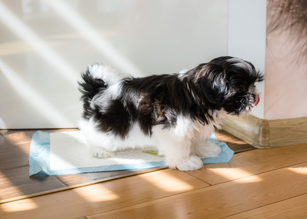 トイレ中の犬