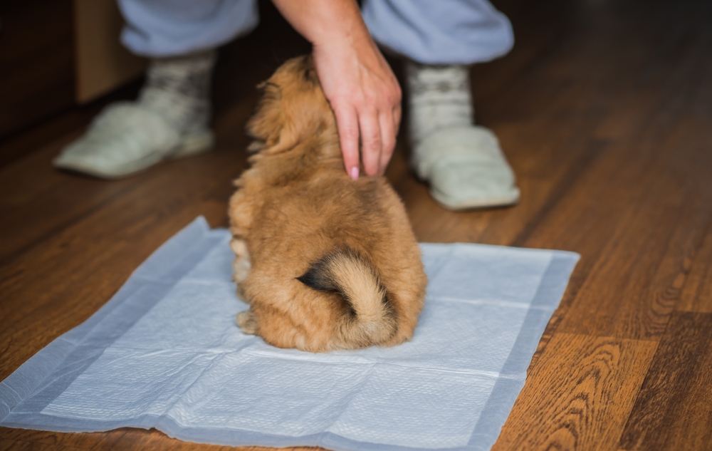 トイレに成功してほめられる犬