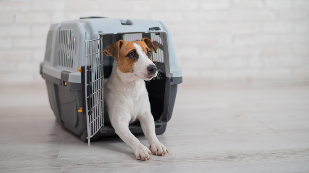 キャリーの中で座る犬