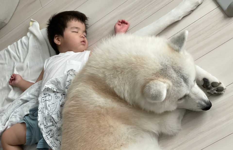 寝ているこどもと秋田犬