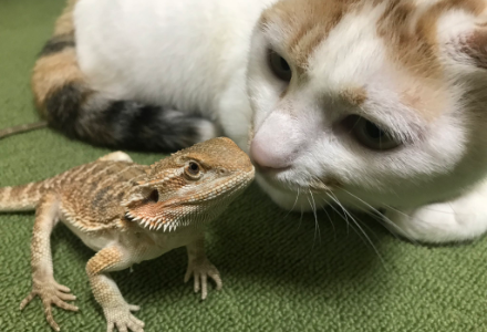 フトアゴヒゲトカゲと猫の鼻あいさつ