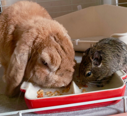 ウサギとテグーと一緒にご飯