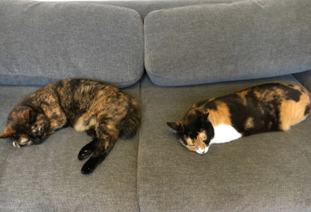 ソファーの上でくつろぐ2頭の猫