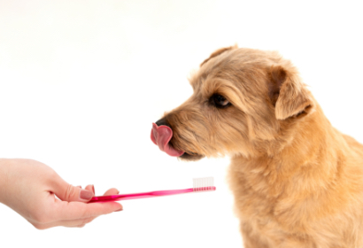 歯磨きしている犬