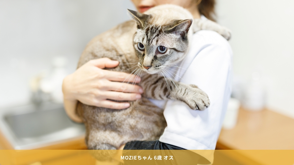 獣医師に抱っこされている猫