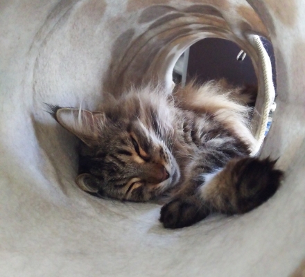 トンネルの中で寝る猫