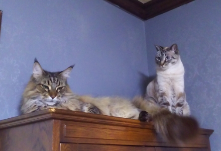 棚の上に2頭の猫