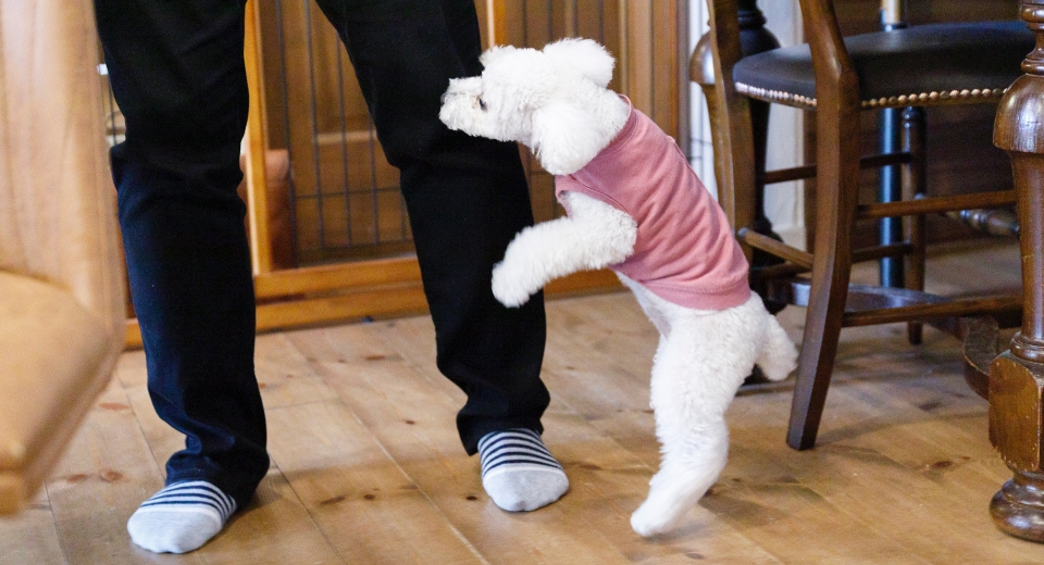 飼い主の足元にいる白いトイプードル