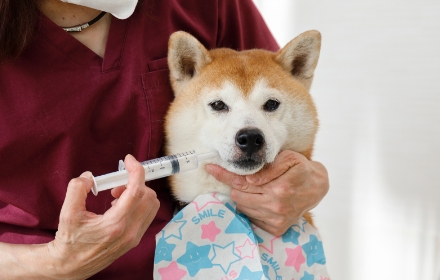 シリンダーで飲ませている柴犬