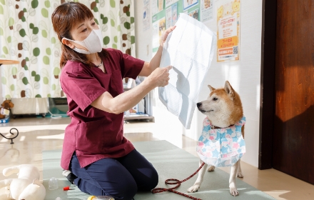 紙の前掛けをしている柴犬