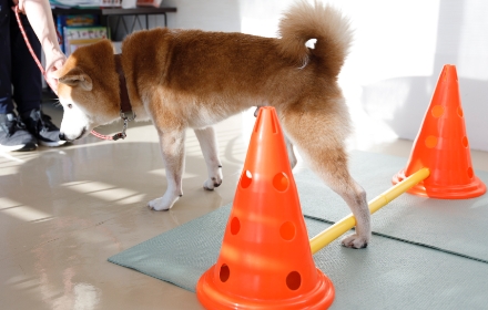 バーを越えている柴犬