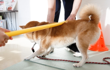 バーをくぐっている柴犬