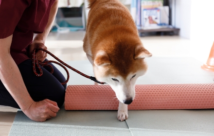 タオルをまたいでいる柴犬