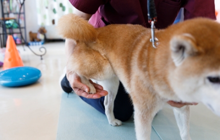 筋力トレーニングをしている柴犬