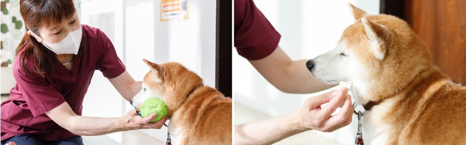 スポンジで洗われている柴犬