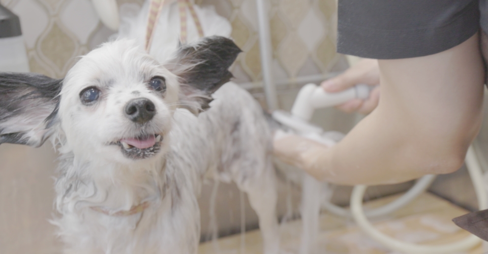 シャンプーをされているパピヨン