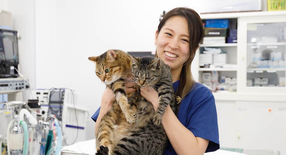 2頭の猫を抱っこする女性獣医師