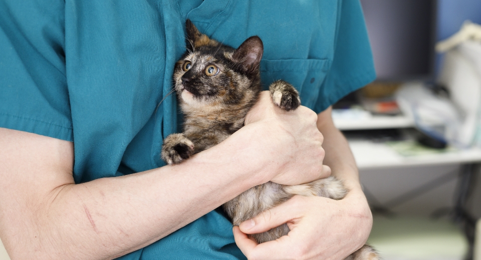 保護猫のサビちゃんを抱っこする獣医師の太田 快作 先生