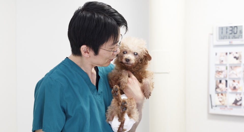 病院で保護中の高齢犬チョコくんを抱っこする獣医師の太田 快作 先生