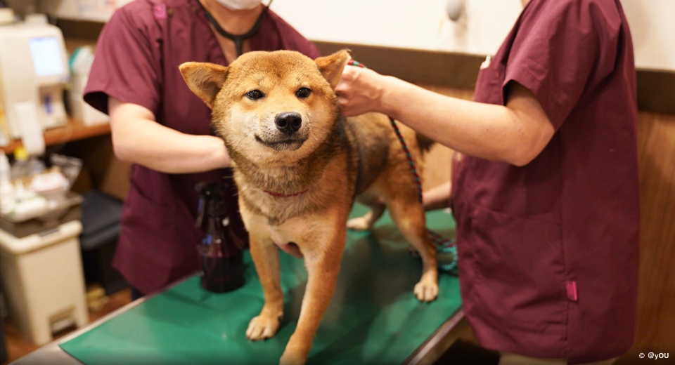 診察を受ける保護犬