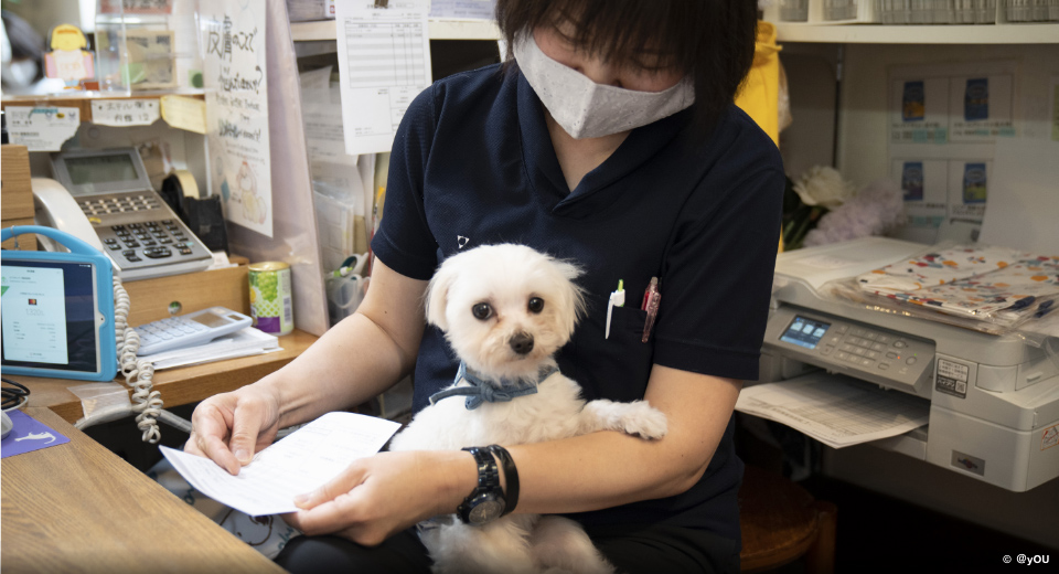 スタッフに抱っこされる白い犬