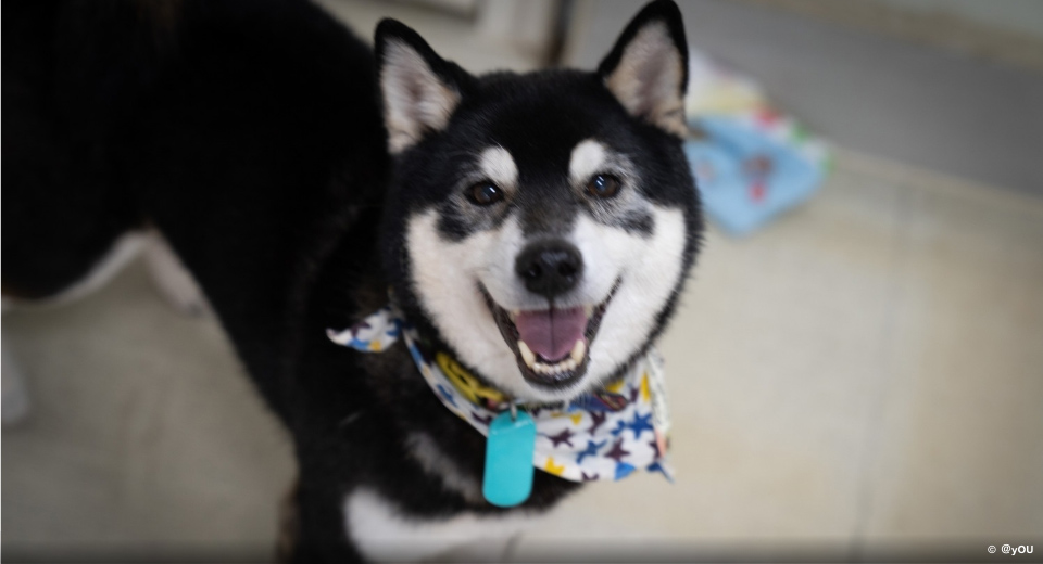 カメラ目線で笑う黒い柴犬