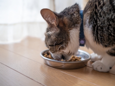 ご飯を食べる猫