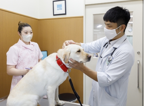 動物病院での犬の健康診断の様子