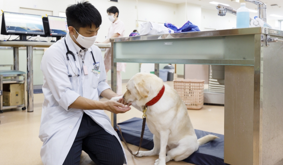 犬と触れ合う獣医師