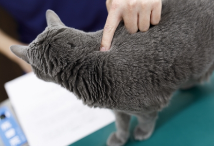 獣医師の高木 俊輔 先生の愛猫オシャくん