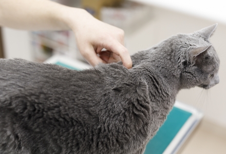 獣医師の高木 俊輔 先生の愛猫オシャくん